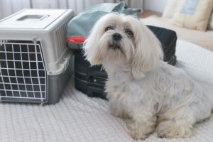 Dog with luggage and pet carrier